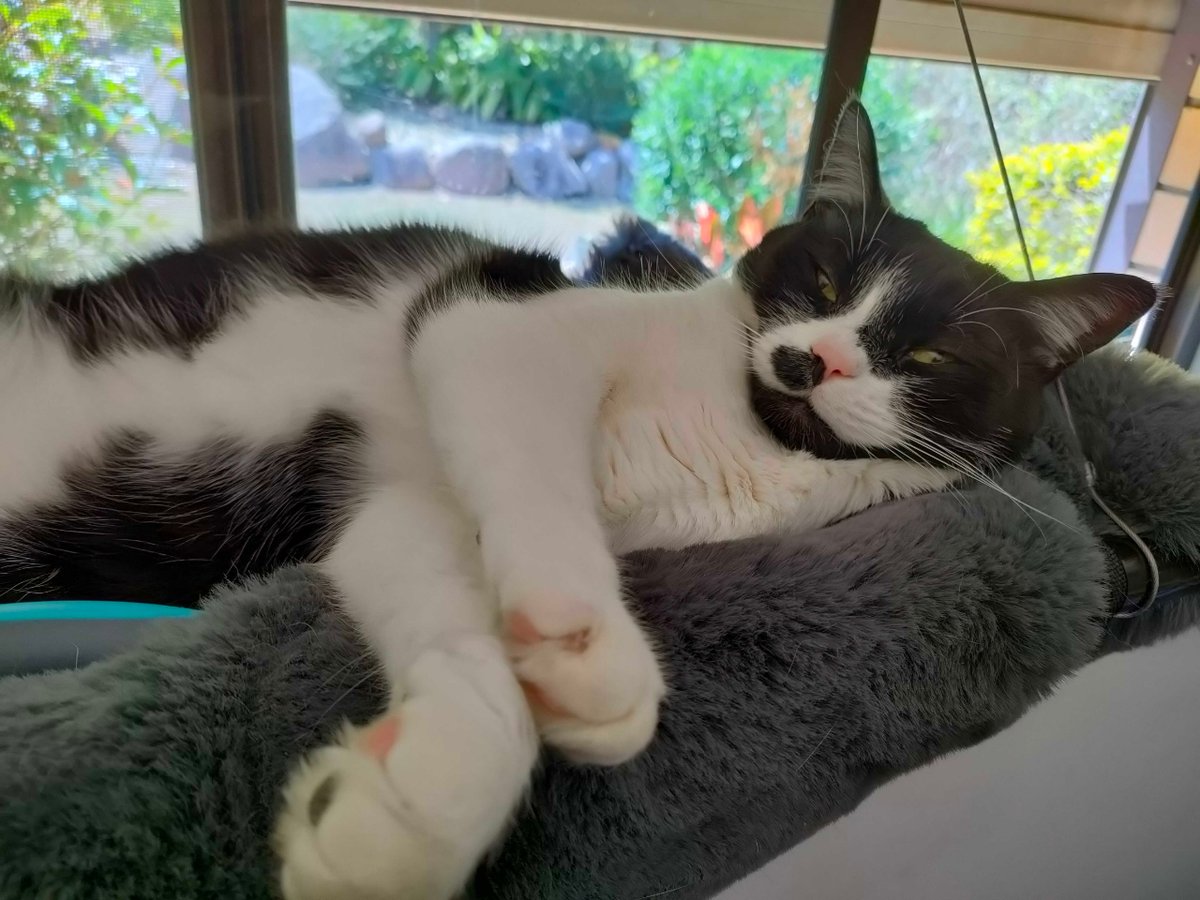 Cat hammocks!
Last month I visited my mum in Australia. This is her cat, Heyjude.
Mum's house is now overtaken with cat-friendly equipment, like this hammock.
Do you have a pet?

#EnglishConversation #Pets #EverydayEnglish #RealEnglish #englishfluency