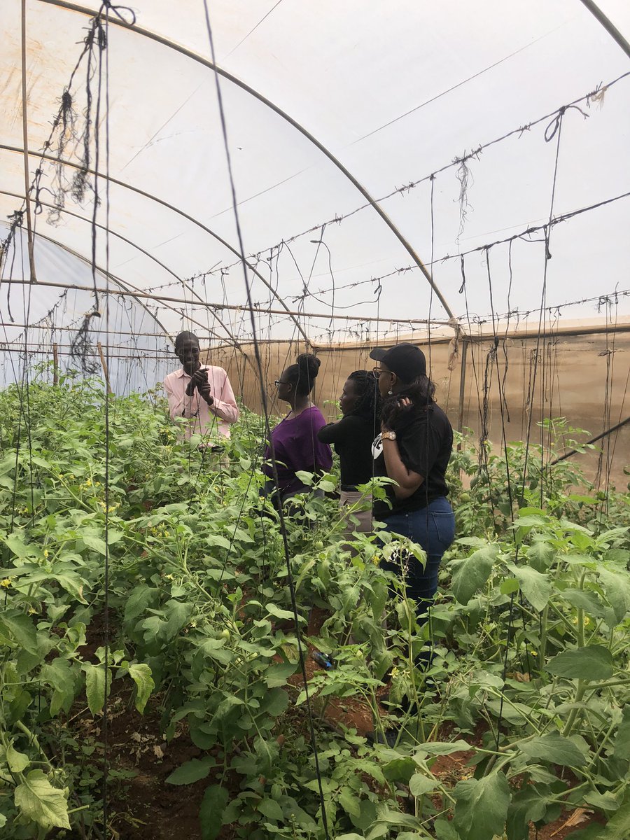 Happy to mention that our work with The Resilient Cities initiative was featured in the <a href="/PeopleDailyKe/">PEOPLE DAILY</a> magazine. <a href="/DannyCoyne6/">NemaChap</a> and team are eager to see the use of healthy planting materials being actualized by vegetable farmers. Read more (page.22)  epaper.pd.co.ke/html5/reader/p…