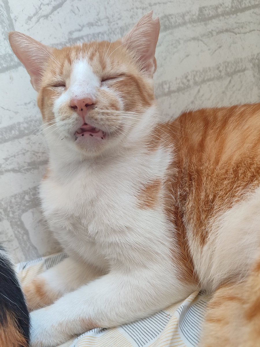 ToffeeMendi's tweet photo. sweetdreams my sweet ginger boy 💚

#cats #Cat  #CatsOnTwitter https://t.co/SOvugpeBUP