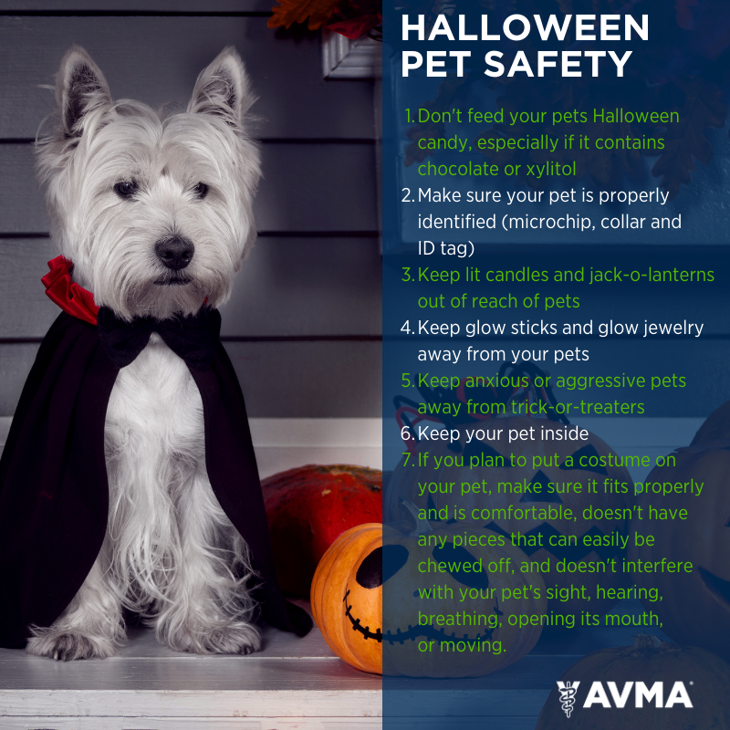 AVMA (American Veterinary Medical Association) (@avmavets) on Twitter photo ๐ป๐โ ๏ธ Trick or treat, smell my feet, give me something good to eat (but don't give your pets Halloween candy)! 
Here are 7 tips to help prevent any scary situations for your pets this spooky season. You can find more information at avma.org/Halloween. ๐ป๐โ ๏ธ Trick or treat, smell my feet, give me something good to eat (but don't give your pets Halloween candy)! 
Here are 7 tips to help prevent any scary situations for your pets this spooky season. You can find more information at avma.org/Halloween.