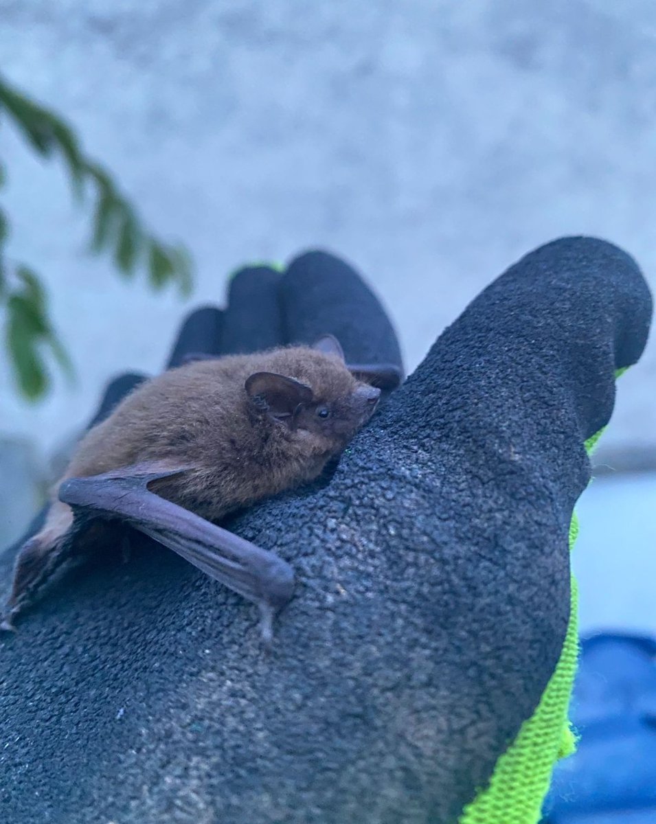 HAPPY HALLOWEEN from us &amp; the bats 🦇

#LoveBats #samhain #Halloween