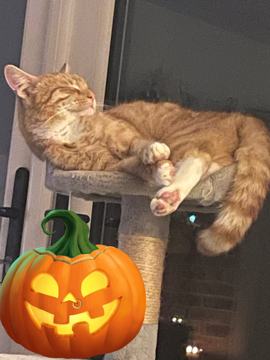 Happy #toebeantuesday  and #tabbytuesday lots of love from Sox and Teddy 😽💗🐾
ready for #Halloween ?? 🙀🎃👻😹🐾

#CatsOfTwitter #SNELovesPets #TuesdayFeeling #TuesdayMotivaton #tunatuesday #bossTeddy #Cats