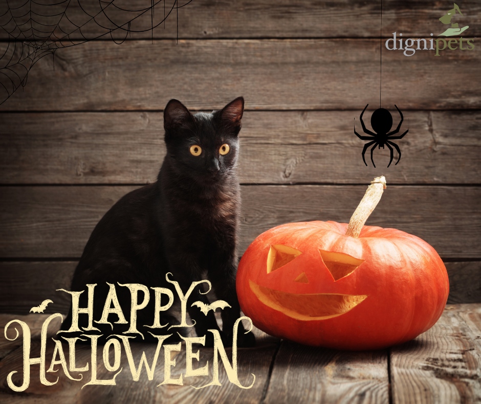 dignipets tweet media