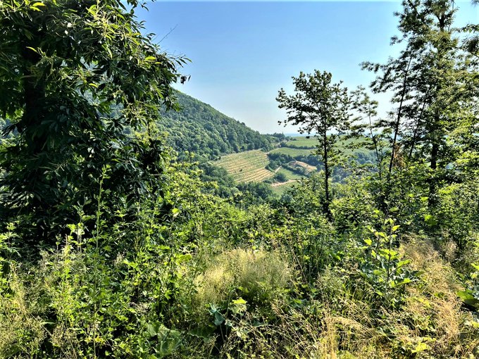 Greenisamissio1's tweet image. Did you know that the forest is a habitat for countless animal and plant species? Around 4,300 plant and fungus species and more than 6,700 animal species live in our Central European forests. Around 200K plants and millions of animal species live in the tropical rainforests!💚🌳