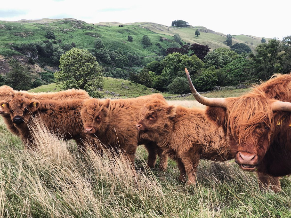 RGS_IBGnw's tweet image. An excellent panel lined up : Regenerative Farming - is this the future for the Cumbrian landscape? #Rheged, Penrith Nov 10, 6pm. Plus @LandandSkyMedia film.

@FarmingLakes @nationaltrust @wildercarolineG @WoodlandTrust @CarbonCallFarm @butnorain

Book: rheged.com/event/facing-t…