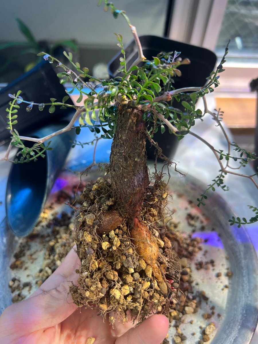 boolean_iwata's tweet image. 鉢上げ！