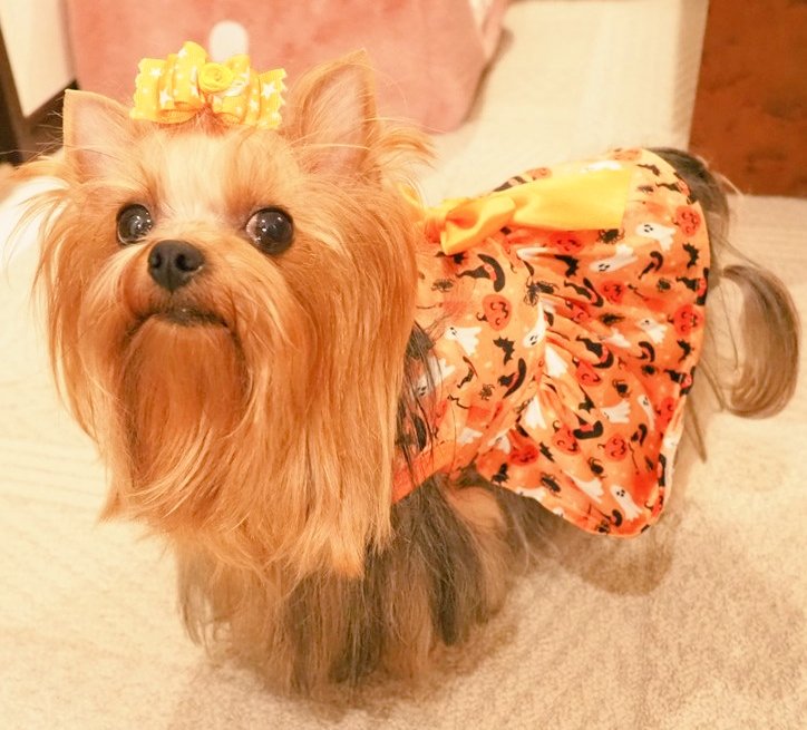 「トリック　アンド　トリートですよ～」byエンジェル
お菓子も欲しいけど　勿論イタズラもするお転婆エンジェルです
ママさんは　なかなか元気になれないけれど　エンジェルは毎日元気爆発中です
#ヨーキー #ヨークシャーテリア 
#甘えん坊天使はお菓子大好き