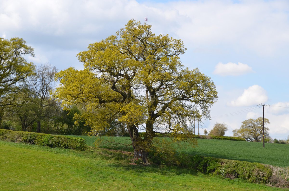 ⚠️Today @ShropCouncil will decide whether the Shrewsbury North West Relief Road is given the go-ahead. 🛣️The scheme will have huge impacts on nature, with nine #VeteranTrees to be lost, 37 more to be harmed and #AncientWoodland subject to damage.