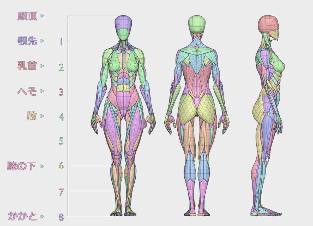 人体三面図 #b3d #anatomy #美術解剖学