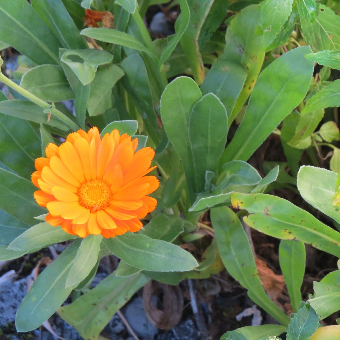 InvasoRamales's tweet photo. #calendulaofficinalis o caléndula es una especie alóctona naturalizada no invasora. Se usa como planta ornamental y medicinal.
https://t.co/rhhjLc9KzJ
#ramalesnatural #biodiversidad #invasoras #educacionambiental #ramales #ramalesdelavictoria #cantabria https://t.co/usmB75wGlf