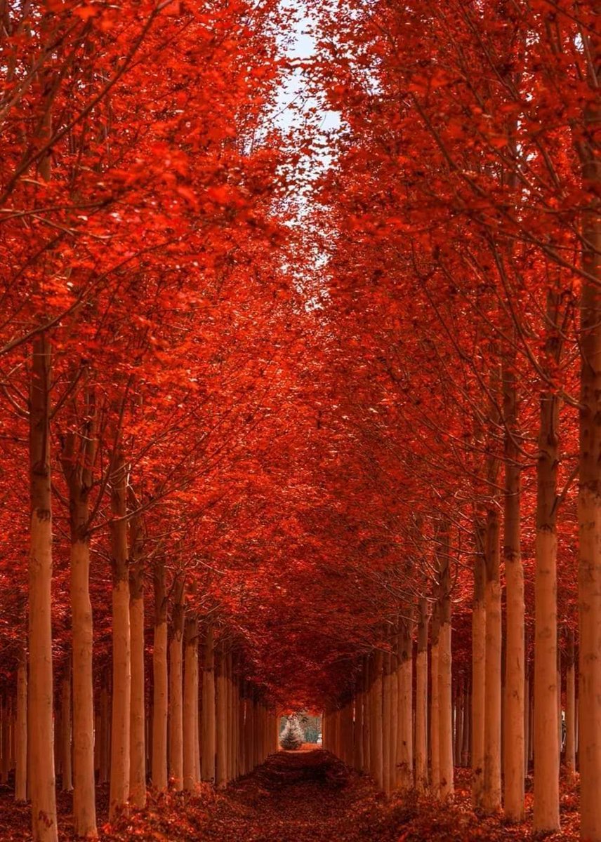 紅葉は秋の繁華に映えて、あなたのように私の心を暖かくしています。