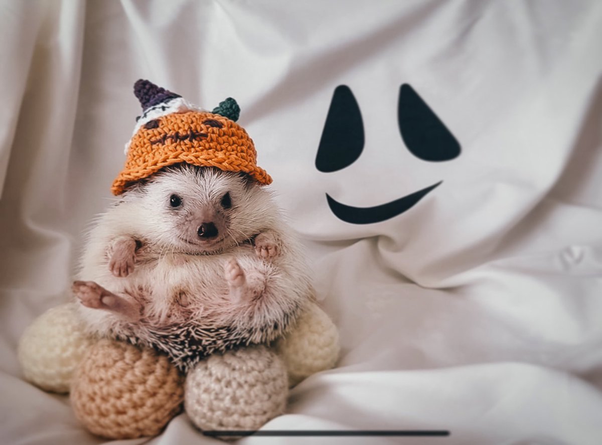 ハッピーハロウィン！

ハリネズミのたわさんもハロウィンを楽しみました🦔🎃

#おこげや
#ハリネズミのいる暮らし
