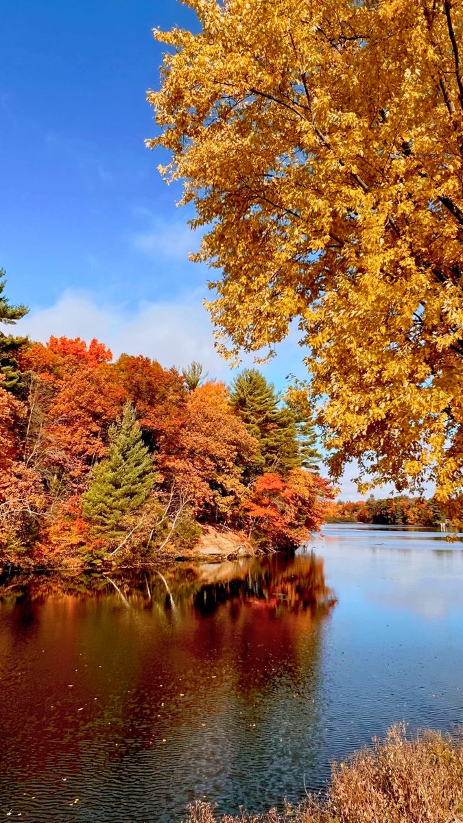 NaturesAnglers's tweet image. This is the perfect fishing spot to enjoy the quiet and fall tranquility 🧘🍂
#AutumnVibes #AutumnPhotography #AutumnVariations #autumniscoming #fishinglife #fishing #relaxing #NaturePhotography #nature