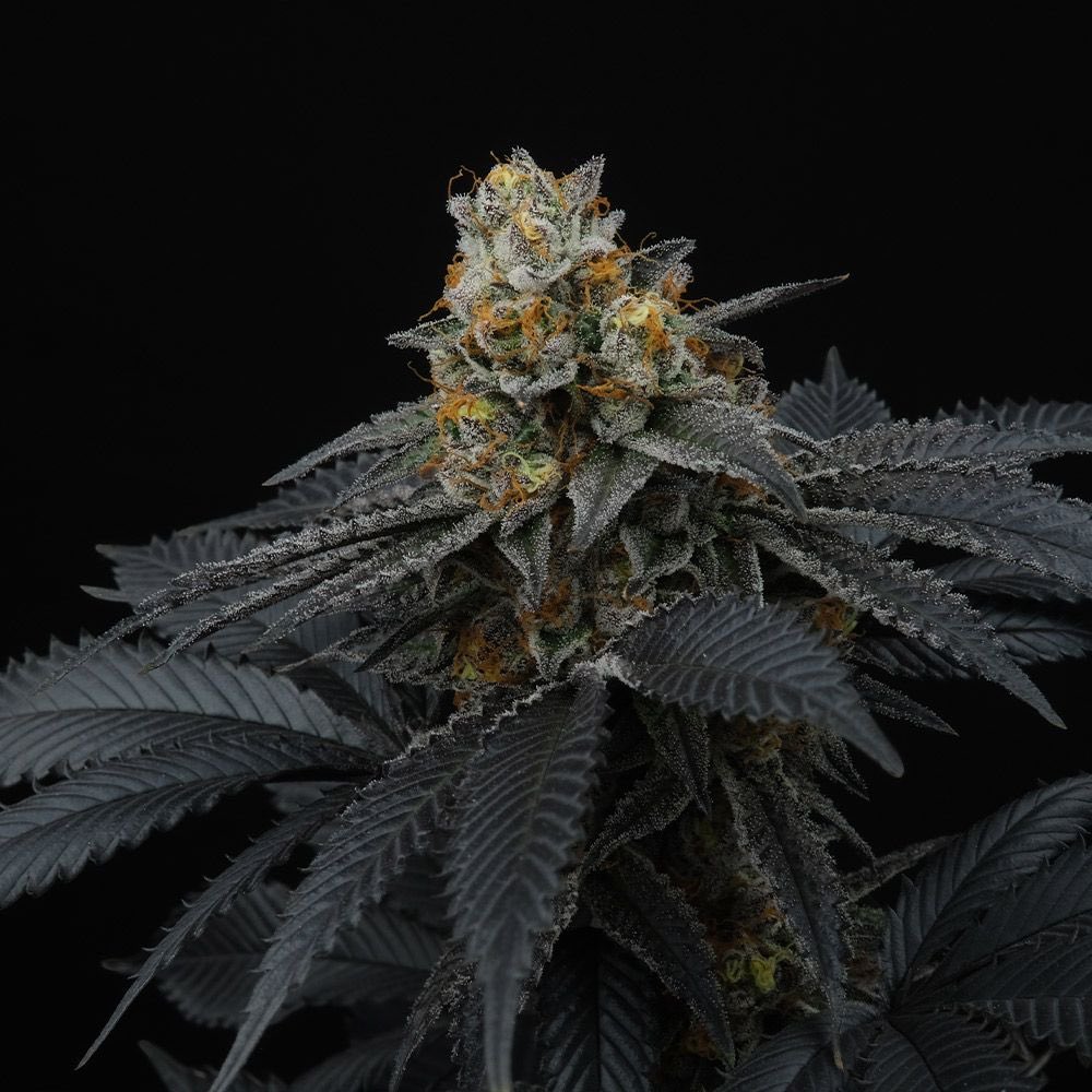 CannabisSeed_Co's tweet photo. Pink Gasoline Feminized Seeds by Perfect Tree.

Experience the harmonious blend of 33 Splitter and Peach Ozz in the captivating Pink Gasoline strain by Perfect Tree. 

This remarkable cross bestows impressive qualities, presenting substantial colas and generous resin production. Derived from the renowned Peach Ozz, Pink Gasoline offers a truly unique aromatic expression that sets it apart.
 Pink Gasoline showcases an exceptional terpene profile that leans heavily towards gassy and gelato-dominant notes. Upon inhaling the bud, the unmistakable scent of fuel is prominent, delivering a sensory experience like no other. This strain’s lineage from Peach Ozz contributes to its distinctive olfactory character, creating an aroma that intrigues and captivates.
 Among the Peach Ozz feminized selection, Pink Gasoline emerges as an exceptional performer, boasting remarkable yield potential. The generous cola size and abundant resin production make it a truly champion strain. Its remarkable attributes were celebrated at the Caribbean Cup 2023, where Pink Gasoline claimed the prestigious 1st place Indoor award—an acknowledgment of its excellence.

Breeder: Perfect Tree Pack Size: 6 Seeds Per Pack Flowering Time: 8-9 Weeks Genetics: 33 Splitter x Peach Ozz Yield: Medium/High Seed Type: Feminised