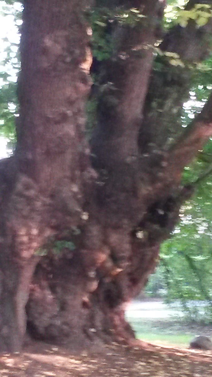 De volgorde zou moeten zijn Natuur,Water. En bouw, wonen de alles bepalende functie te( beperken/ ontnemen. Wel  Groei van en in natuur, beheer en kappen met kappen. In stad en land.