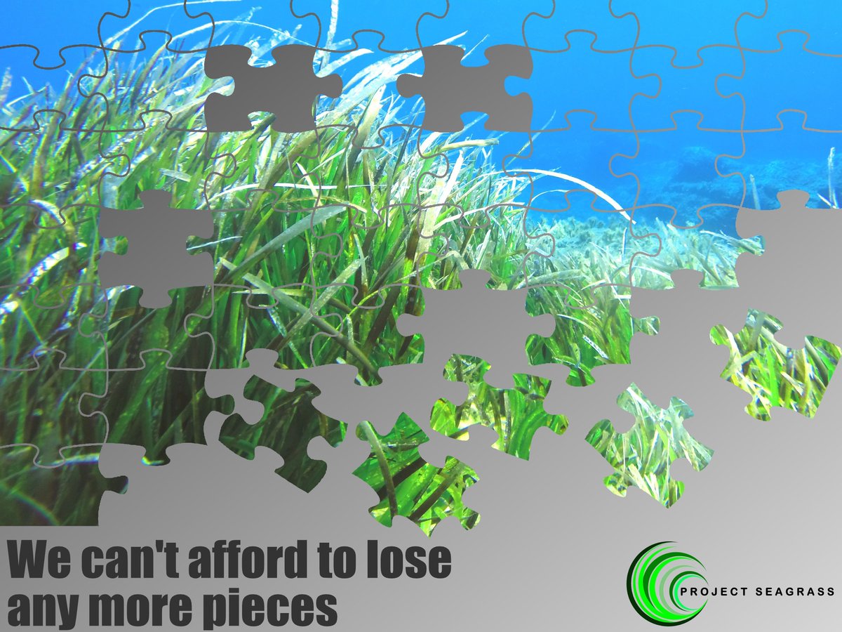 Be scared, be very scared this halloween, by the continued problems of marine habitat destruction - we're still seeing seagrass being damaged in all corners of the world, we need to act before it's too late