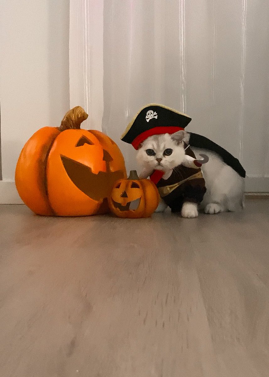 Norman farted in his pirate outfit…. happy halloween !!! 🎃