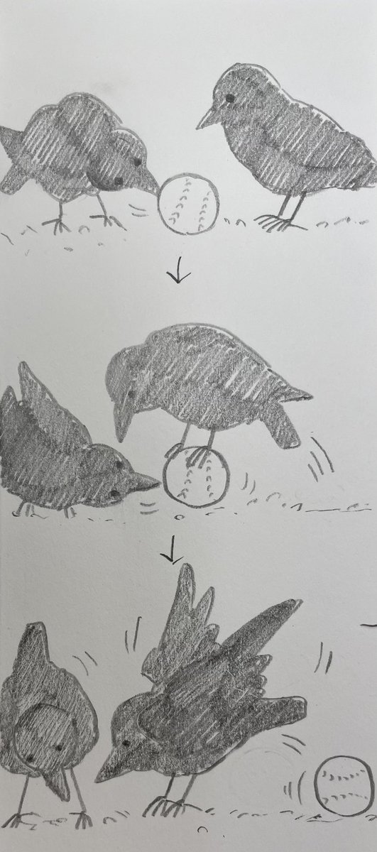 今日見たカラスくん🐦‍⬛