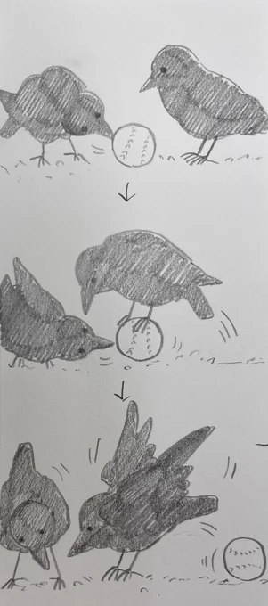 今日見たカラスくん🐦‍⬛