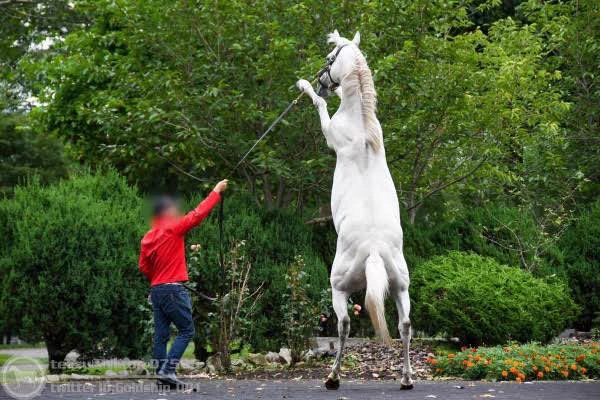 #好きな競走馬10頭あげると人柄がバレる ゴールドシップ イスラボニータ オグリキャップ マツリダゴッホ ルーラーシップ ロードカナロア エイシンフラッシュ トウショウボーイ マカヒキ ホクトベガ  ウマじゃなくて馬で選んだけど…ゴルシはどちらも好きだなあ
