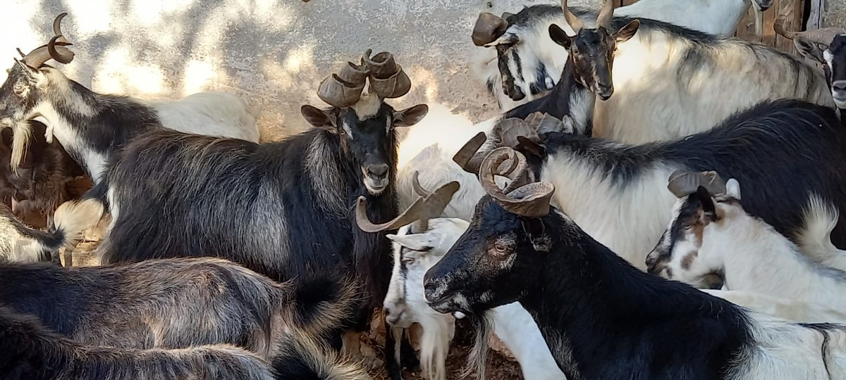 IfapaJunta's tweet photo. El #IFAPA ha participado en el encuentro del Proyecto europeo NEWCAP-Erasmus+ en #Grecia
🐐 Este proyecto tiene como objetivo la creación de una red #caprina europea para el intercambio de competencias, consolidar el empleo en el sector e impulsar la renovación generacional https://t.co/1anAQKIlER