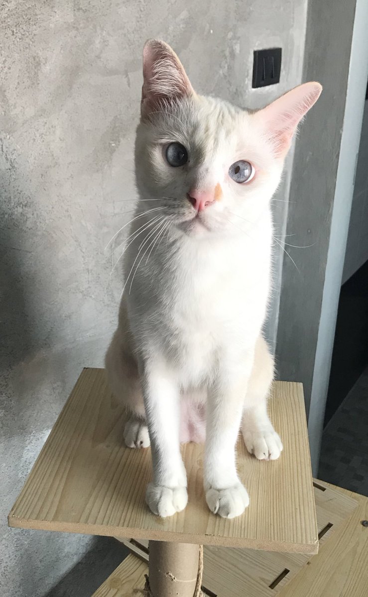 Tiger_Orangecat's tweet photo. เวลานุดจะทำงาน ก็มีตัวมาป่วน ชวนเช่นทุกที ดูสายตาสิ 🤣 #แมวส้มรีวิว 
น้องชอบกิน Cat’s taste รสใหม่มาก โดยเฉพาะสูตร Immu ผู้ช่วยเสริมภูมิ ปลาล้วนๆ ไม่มีไก่ ไม่มีข้าวโพด ข้าว และถั่วเหลือง https://t.co/eXF2lgwWyE