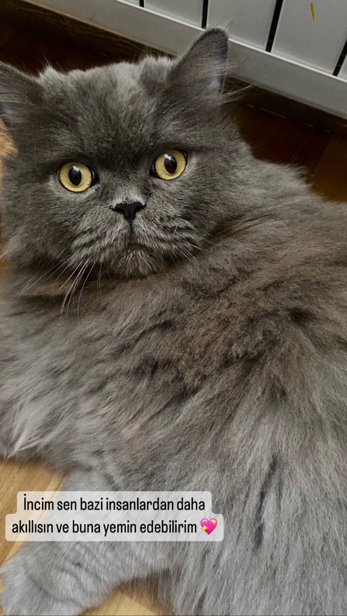 Bu benim kedim inci,
İnci tanıdığım çoğu insandan daha akıllı, 
İspatlayamam ama yemin edebilirim.
İyi ki varsin incim sen çoğu insandan daha akıllısın. 💖