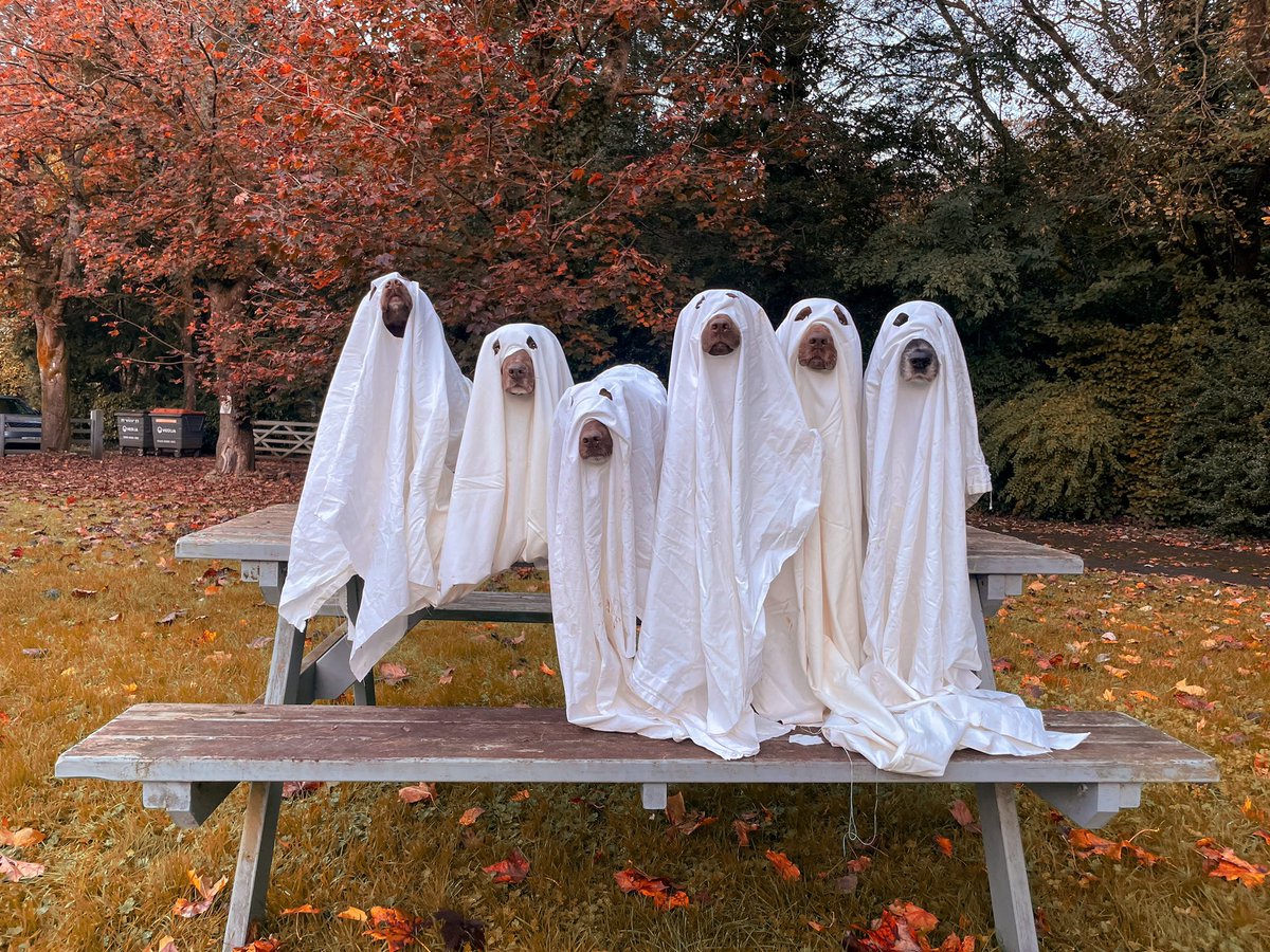 BOO! 💀 Jokes, it’s just your friendly neighbourhood ghost family 👻 #HappyHalloween