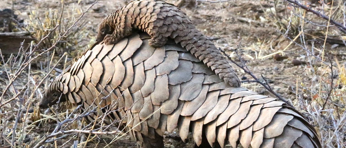 ISS Today > Can South Africa contain pangolin trafficking? There are worrying signs that the illegal trade is becoming more organised, with professionals and government officials involved. ow.ly/34nX50Q2tXf