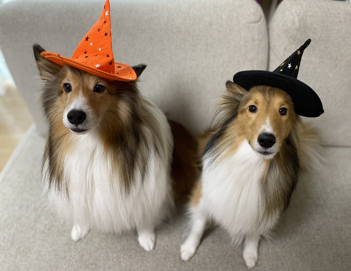 🧙happy Halloween🎃

お菓子ちょーだい🥺🥺

#シエルとラピス
#シェルティ
#シェットランドシープドッグ
#Halloween2023