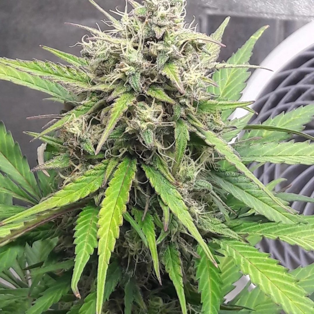 KannabiaSeeds's tweet image. 🦍 GORILLA KING 🏙 está en lo alto del edificio! Esta fabulosa semilla #Kannabia indica-sativa podría ser la hija favorita de #KingKong porque, aunque #autofloreciente, es sorprendentemente productiva (sobre todo en interior) y de inconfundible aroma! 😋💚
kannabia.com/es/semillas-ma…