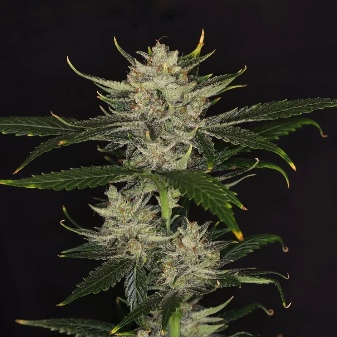 KannabiaSeeds's tweet image. 🦍 GORILLA KING 🏙 está en lo alto del edificio! Esta fabulosa semilla #Kannabia indica-sativa podría ser la hija favorita de #KingKong porque, aunque #autofloreciente, es sorprendentemente productiva (sobre todo en interior) y de inconfundible aroma! 😋💚
kannabia.com/es/semillas-ma…