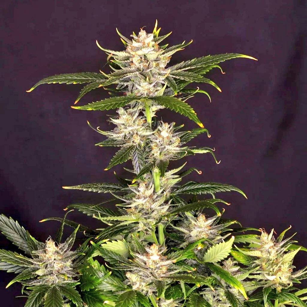 KannabiaSeeds's tweet image. 🦍 GORILLA KING 🏙 está en lo alto del edificio! Esta fabulosa semilla #Kannabia indica-sativa podría ser la hija favorita de #KingKong porque, aunque #autofloreciente, es sorprendentemente productiva (sobre todo en interior) y de inconfundible aroma! 😋💚
kannabia.com/es/semillas-ma…