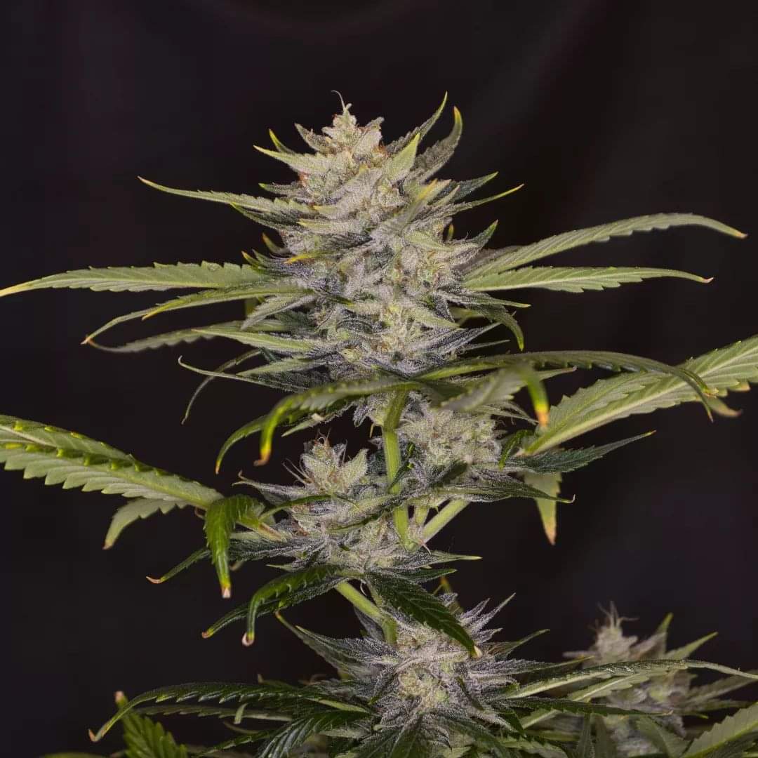 KannabiaSeeds's tweet image. 🦍 GORILLA KING 🏙 está en lo alto del edificio! Esta fabulosa semilla #Kannabia indica-sativa podría ser la hija favorita de #KingKong porque, aunque #autofloreciente, es sorprendentemente productiva (sobre todo en interior) y de inconfundible aroma! 😋💚
kannabia.com/es/semillas-ma…
