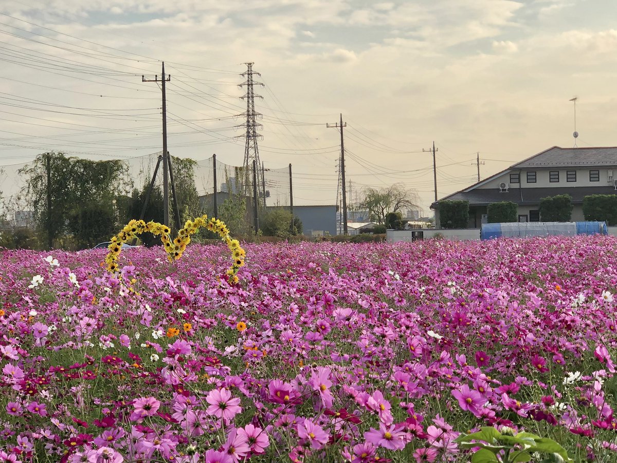 栃木県野木町の
コスモス畑です🌸✨

野木町のシンボル
ひまわりもお出迎え🌻✨
摘み取りもできます😊