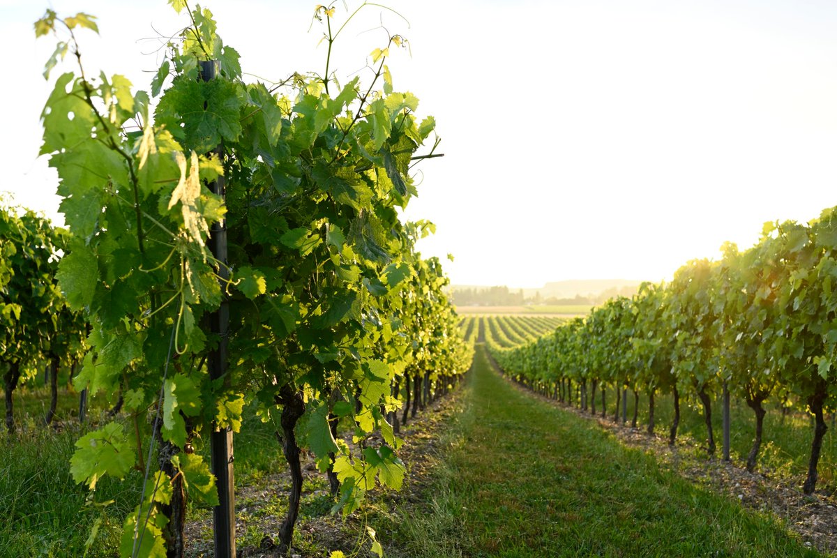 Rejoignez-nous ce vendredi 3 novembre à 11h, au prestigieux Club Rémy Martin, pour (re)découvrir les #engagements et les #innovations du #Cognac.

Avec François Bodin, Patrick Léger et Vincent Lang du BNIC, cette table ronde promet des discussions captivantes.