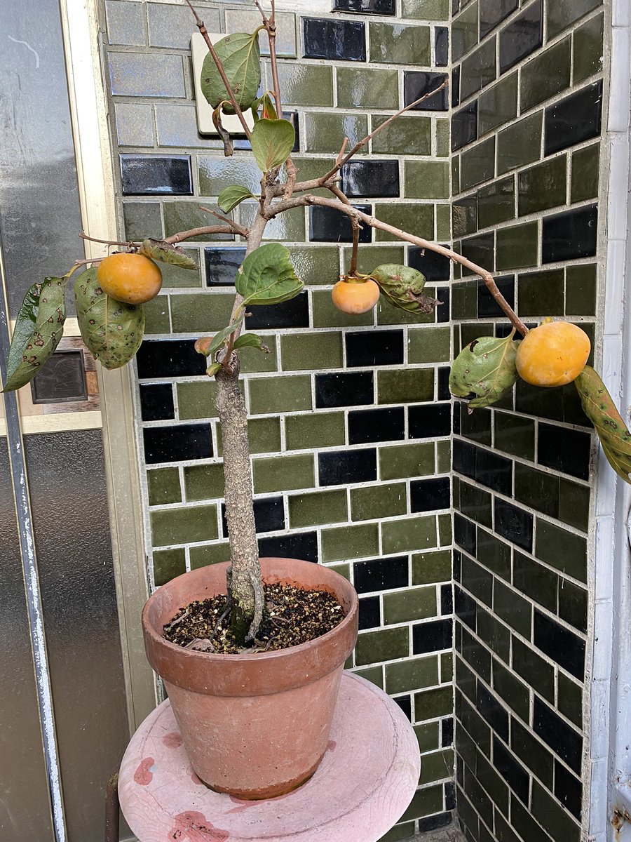 httpwildjupiter's tweet image. 今年の柿