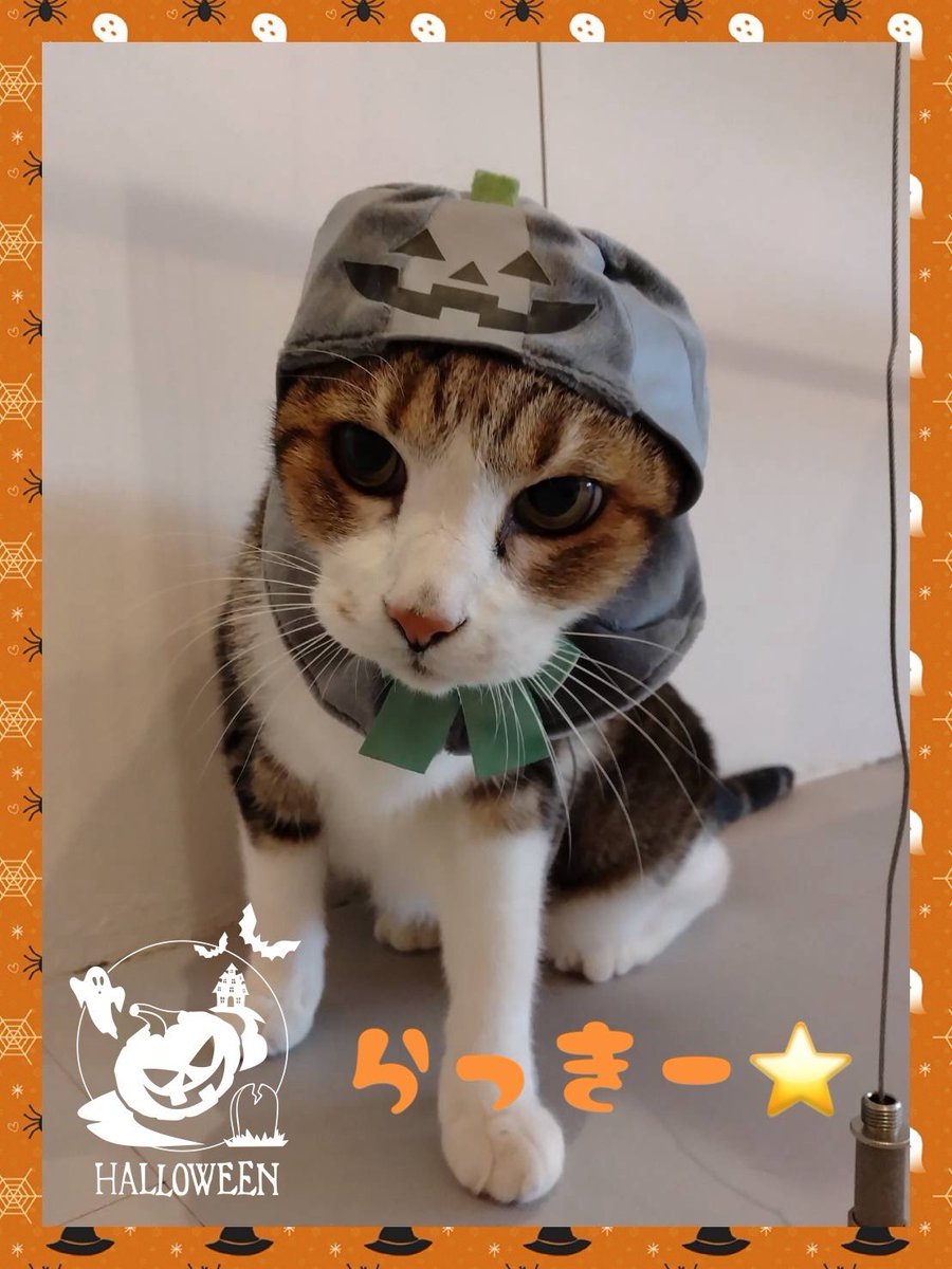 🍭Happy Halloween👻

よい、Halloweenを🍬

#ブルーキャットカフェ #bluecatcafe #岡山 #カフェ #岡山ねこカフェ #問屋町 #問屋町カフェ #猫カフェ #猫 #ネコ #里親 #ネコカフェ #里親募集_岡山 #猫 #ねこ　#ハロウィン #ネコ #ふわもこ部 #ねこ部 #保護猫 #猫好きさんと繋がりたい