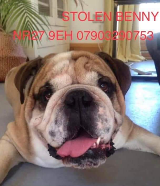 MissingPetsGB's tweet image. Please Keep sharing far &amp;amp; wide
We won’t stop looking for you Benny
Please bring Benny back to his family 🙏

4K REWARD for information leading to his return. 
BENNY WENT MISSING 7/23 4-5pm in the MEADOW PARK, in #Cromer #norfolk #NR27
#findbenny doglost.co.uk/dog-blog.php?d…