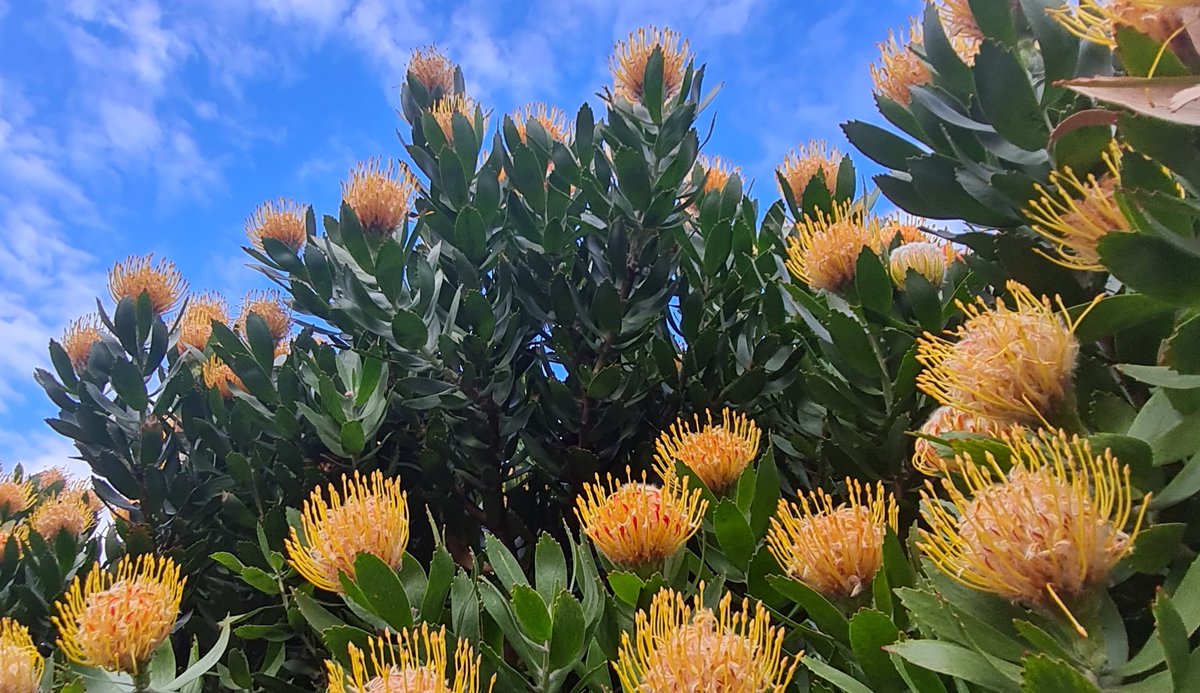 Leucospermum cultivar in flower

#Proteaceae #Leucospermum