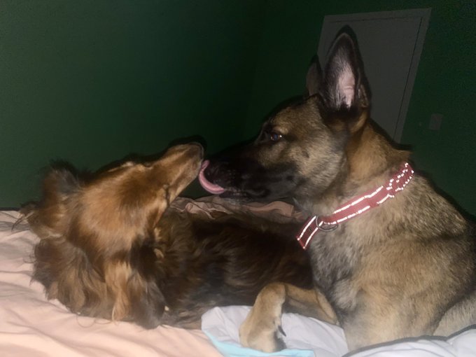 Morning kisses. https://t.co/54aR0xGLgv<a href="/tag/tiktok"class="tags"><span>#tiktok</span></a>