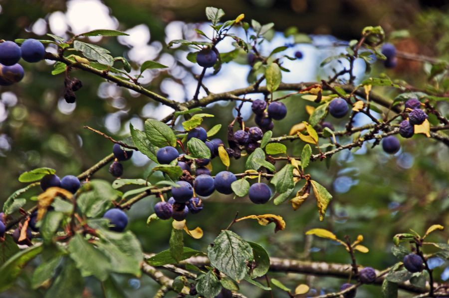 LachlanMain's tweet photo. LONGTON.
Damsons on the tree at the Brickcroft Nature Reserve.
#Longon #Preston #LANCASHIRE #damsons #autumn https://t.co/lPp0RHQ6hs