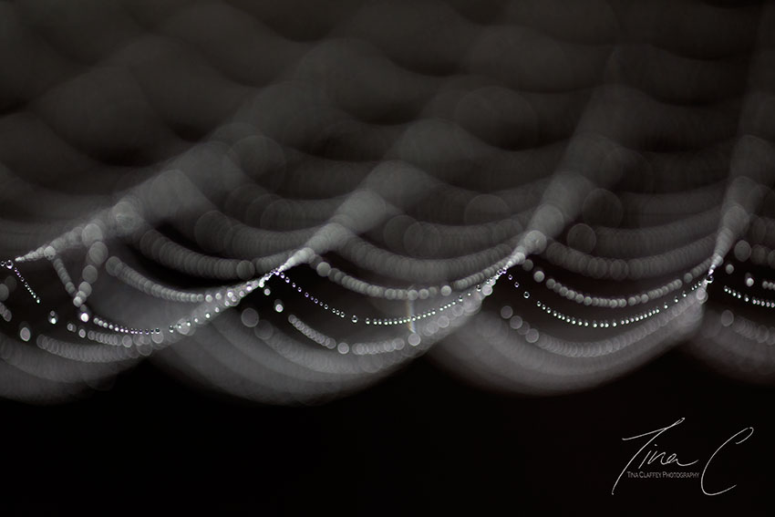 TinaClaffey's tweet image. Rhythms of nature on this Samhain eve 🎃 the veil between the physical and the other realms is at its thinnest @mythicalireland @forum_wetlands @CurrachBooks @PeatlandConserv #macronature #jewelledweb