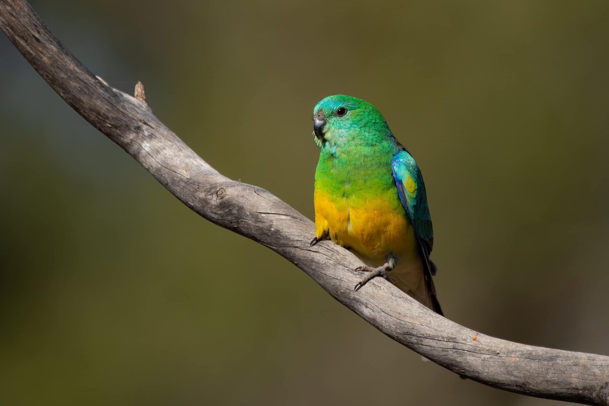 SigdenC's tweet photo. Red-rumped parrots have so much more to offer than a red rump #WildOz https://t.co/jAchhbwodM