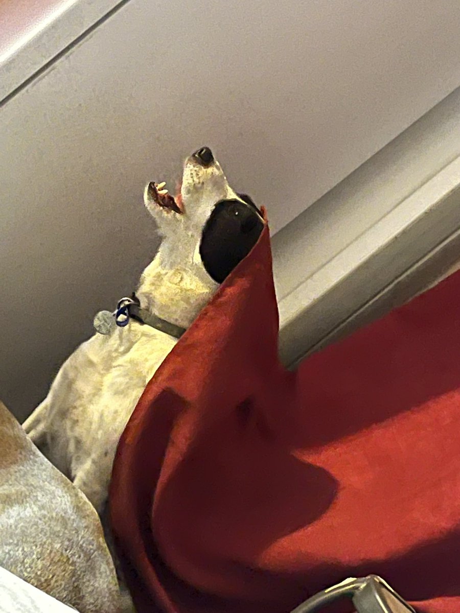 Odin picked little red riding hood + the big bad wolf as his halloween costume