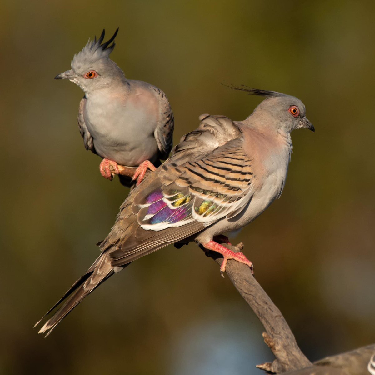 SigdenC's tweet photo. Crested pigeon punk rockers #WildOz https://t.co/EdmAtvaTYu