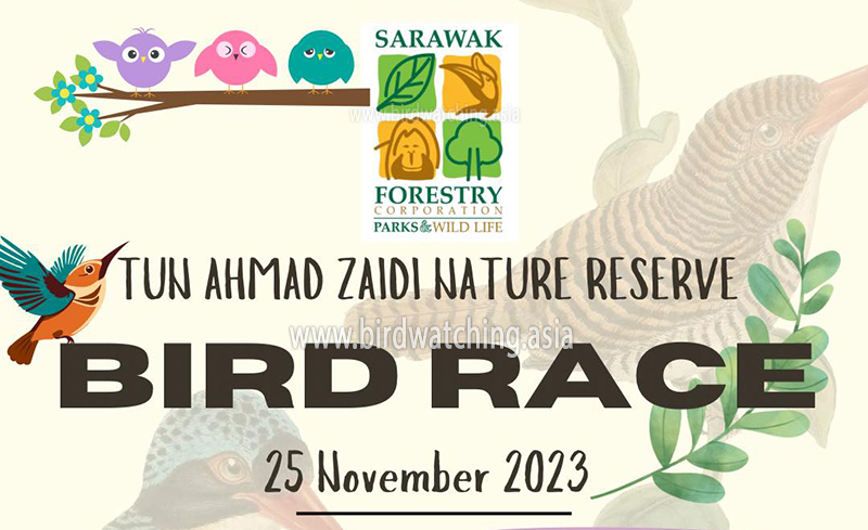 BirdWatchingMy's tweet photo. Sarawak Bird Race 2023 - https://t.co/7EyXATC729 #SarawakBirdRace2023 #Sarawak #MoretoDiscover #birdwatching #birdrace #birding https://t.co/FDHjCJGPKm