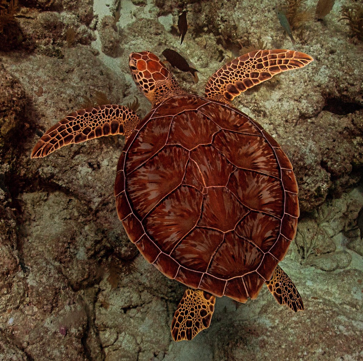 Because it’s Turtle Tuesday #scubadiving #seaturtleconservation