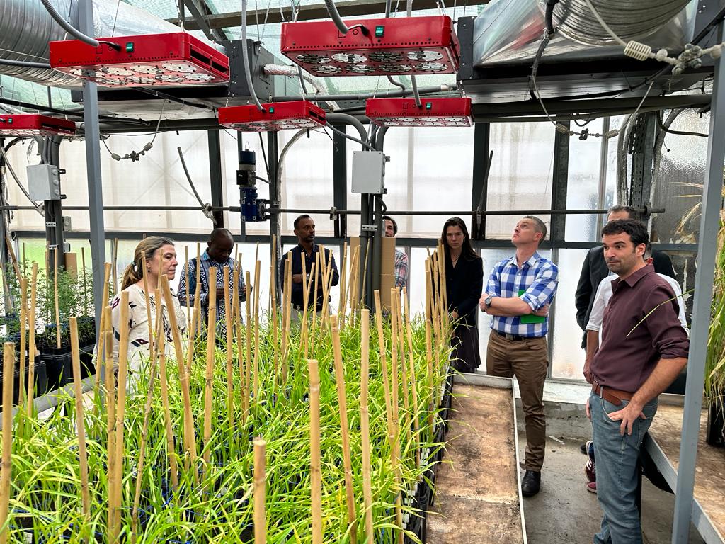 CGIARbreeding's tweet photo. 🏢Exciting visit to @ICARDA with #AcceleratedBreedingInitiative &amp; @BiovIntCIAT_eng after #APBAConf2023!

✅Exploration of ICARDA Morocco Genebank, a treasure of genetic material for vital crops
✅Discussions around future #GeneticInnovations for #CWANA region's #FoodSecurity https://t.co/gJ4PO1Vqf4