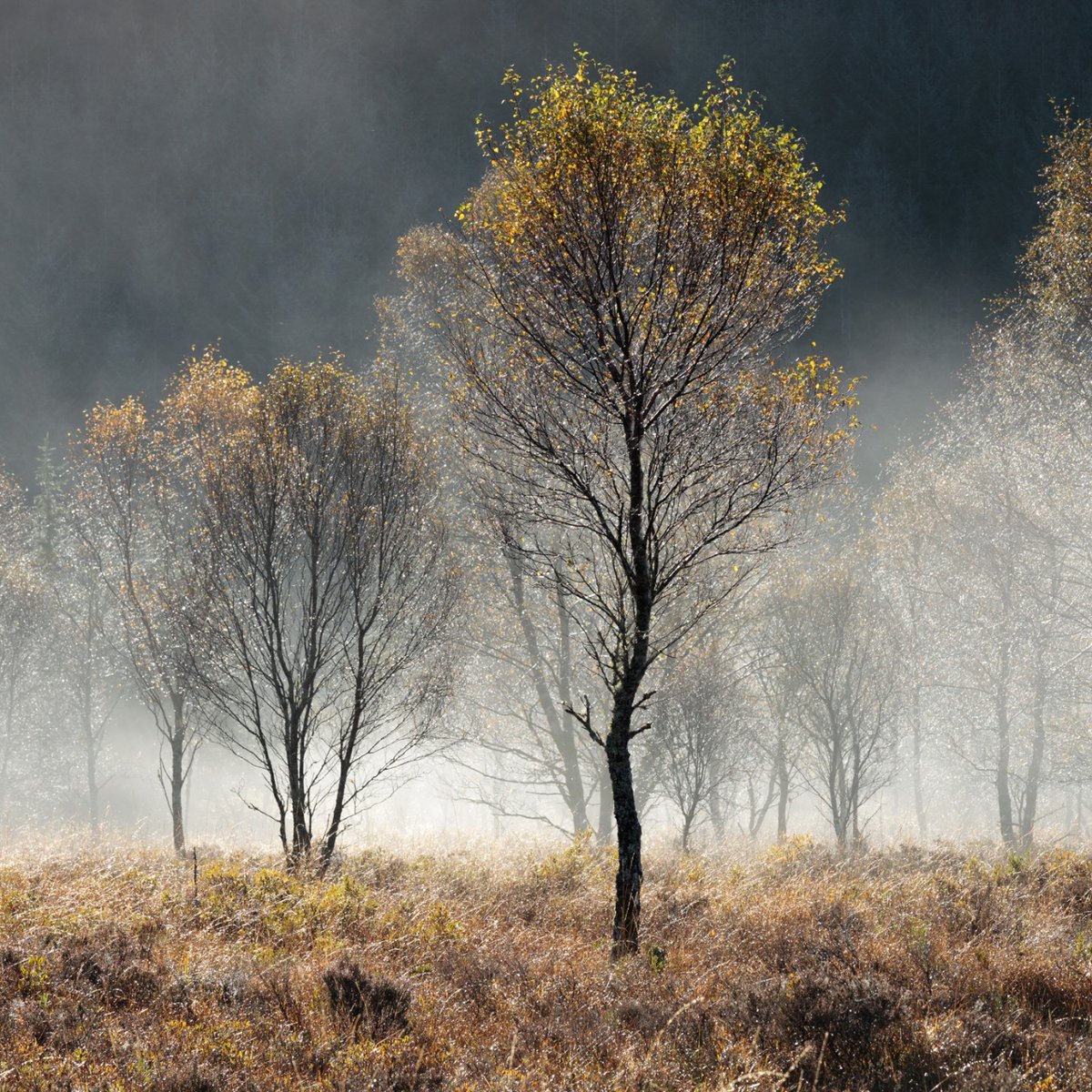 Happy Halloween!

Can you name the tree in this spooky picture?

During the ancient Celtic festival of Samhain, traditional besom brooms made from this tree are used to brush away the spirits of the old year.

Any guesses?